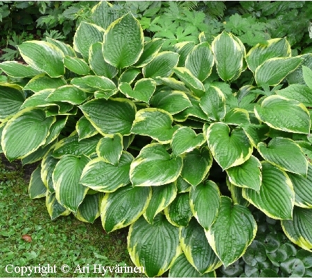  Hosta Fortunei-Ryhm 'Aureomarginata'